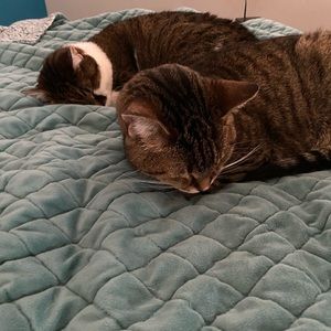 ‼️‼️‼️TWO DAYS ONLY‼️‼️‼️